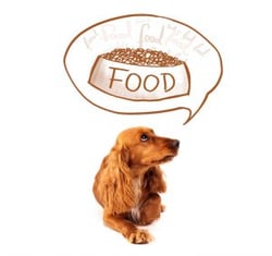 A puppy thinking about food